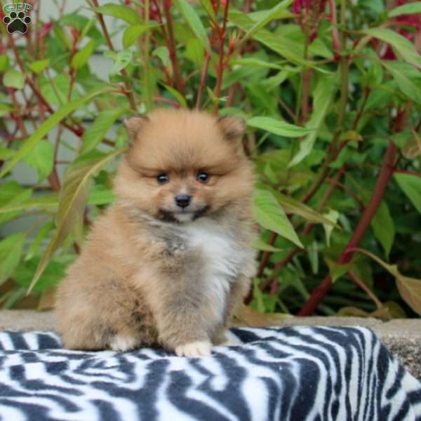 Tamara, Pomeranian Puppy